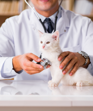 a doctor examining a cat