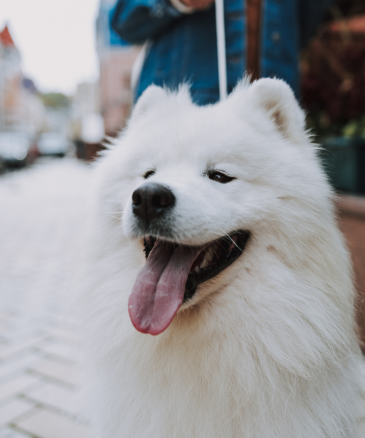 A Furry White Dog