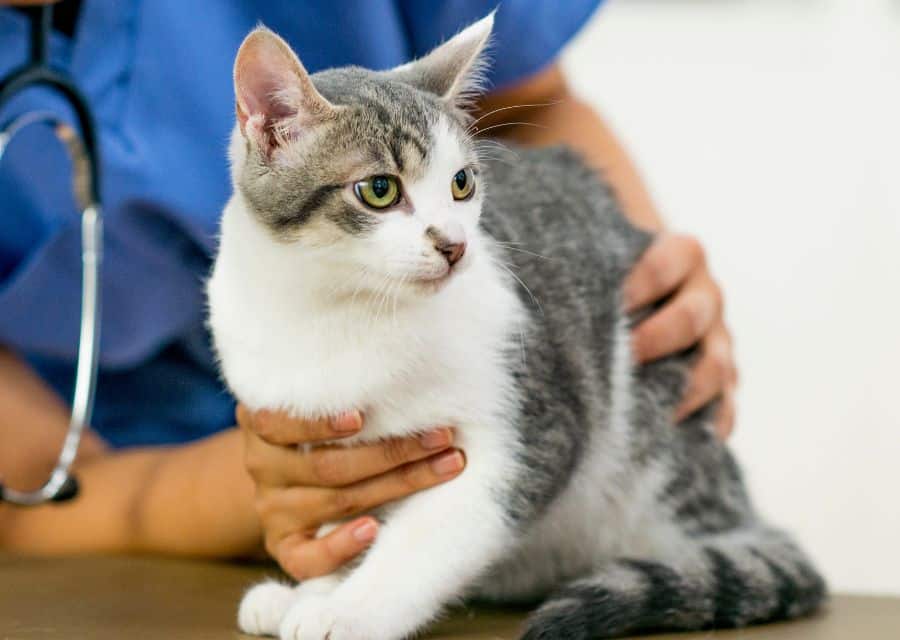 A cat is being examined by a veterinarian