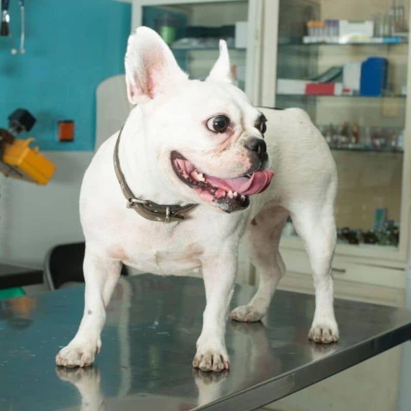 A white French bulldog stands on a table