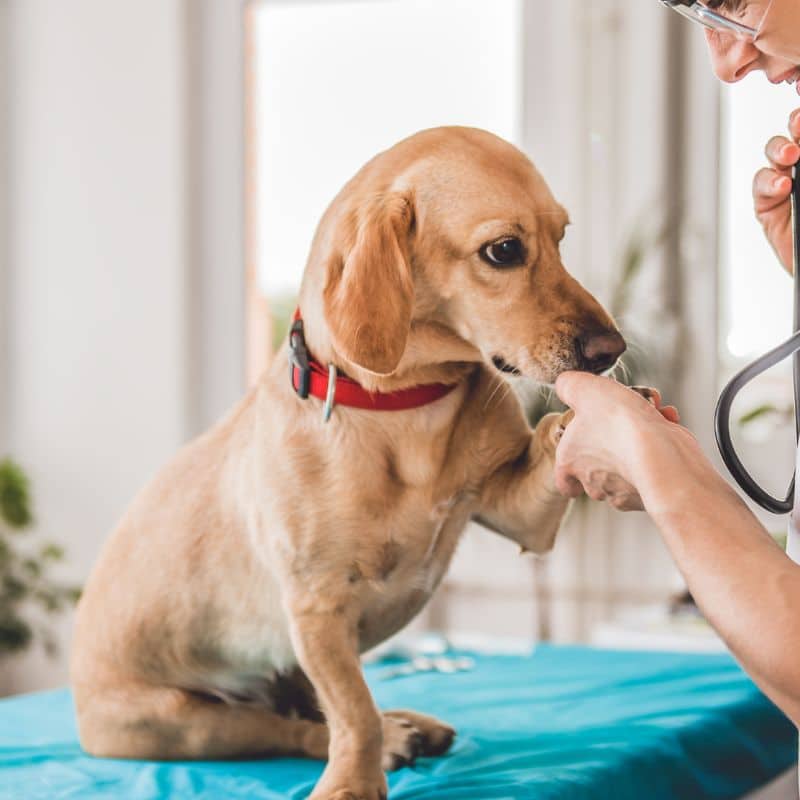 Veterinarian examining a dog