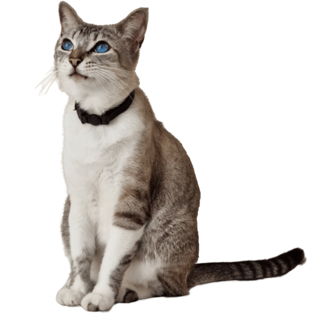 A cat in black collar