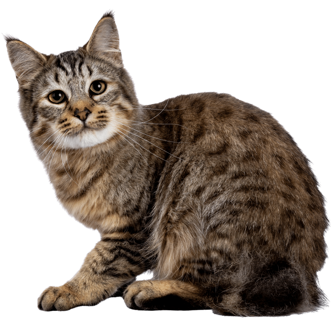 A cat sitting calmly