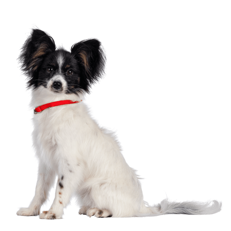 a black and white dog